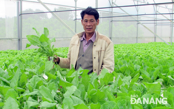 A hi-tech agricultural production model in Hoa Ninh Commune, Hoa Vang District