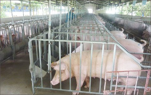 Không để dịch tả lợn châu Phi xâm nhập vào Việt Nam