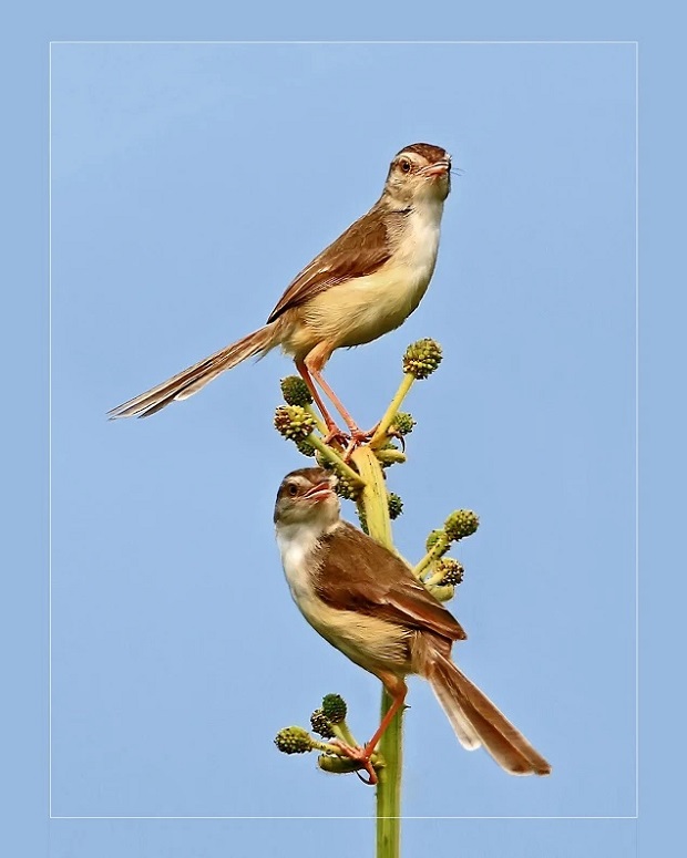 ‘Cap Doi Hoan Hao’ (A Perfect Couple)