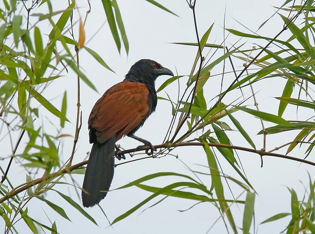 ‘Chim Bim Bip’ (A coucal)