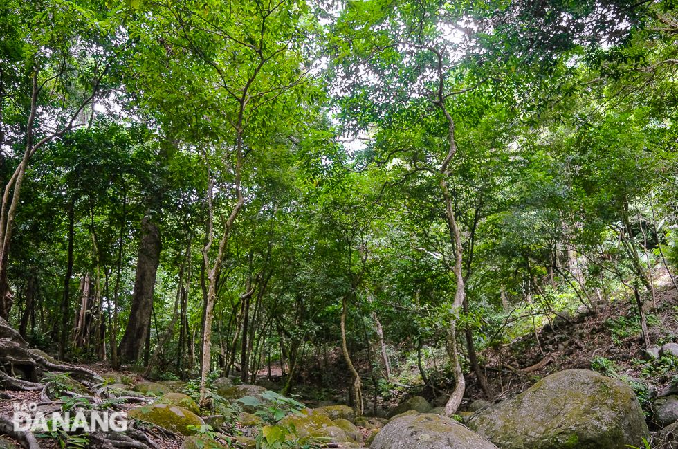 Visitors have to take an hour’s drive by motorbike, and then a tough trek to access the deer-shaped banyan tree