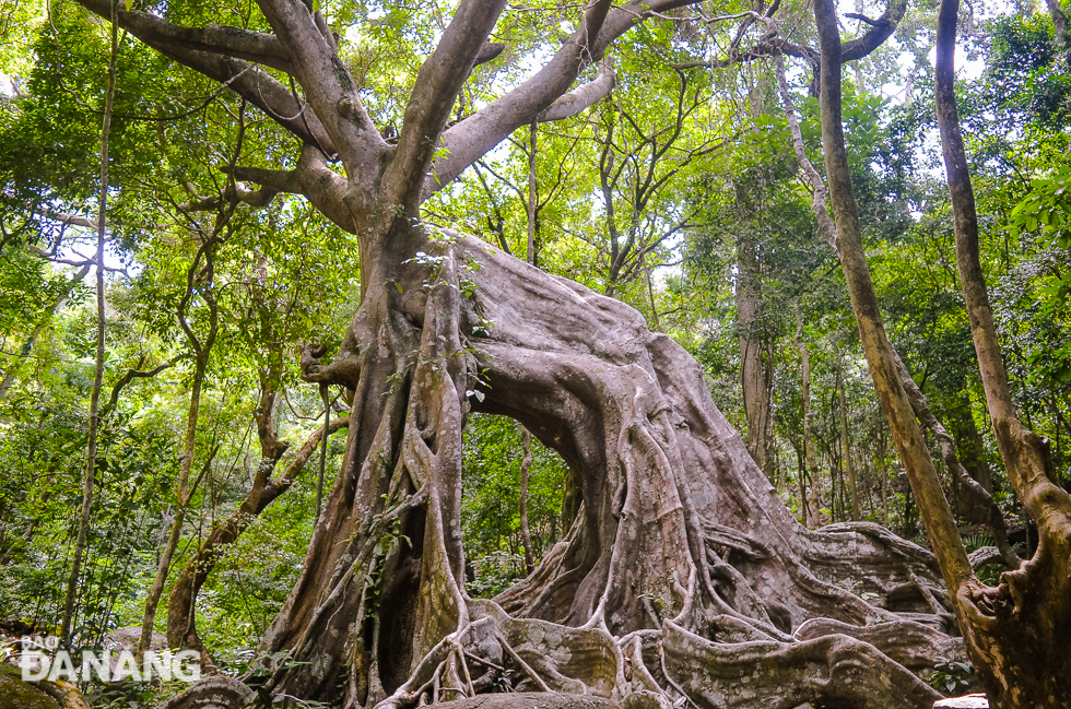  The tree’s huge leafy canopies raising towards the sky are much similar to deer antlers. 