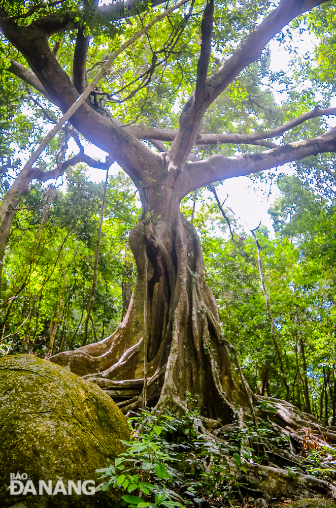  The tree’s trunk is quite large, needing 4 people to reach around it.