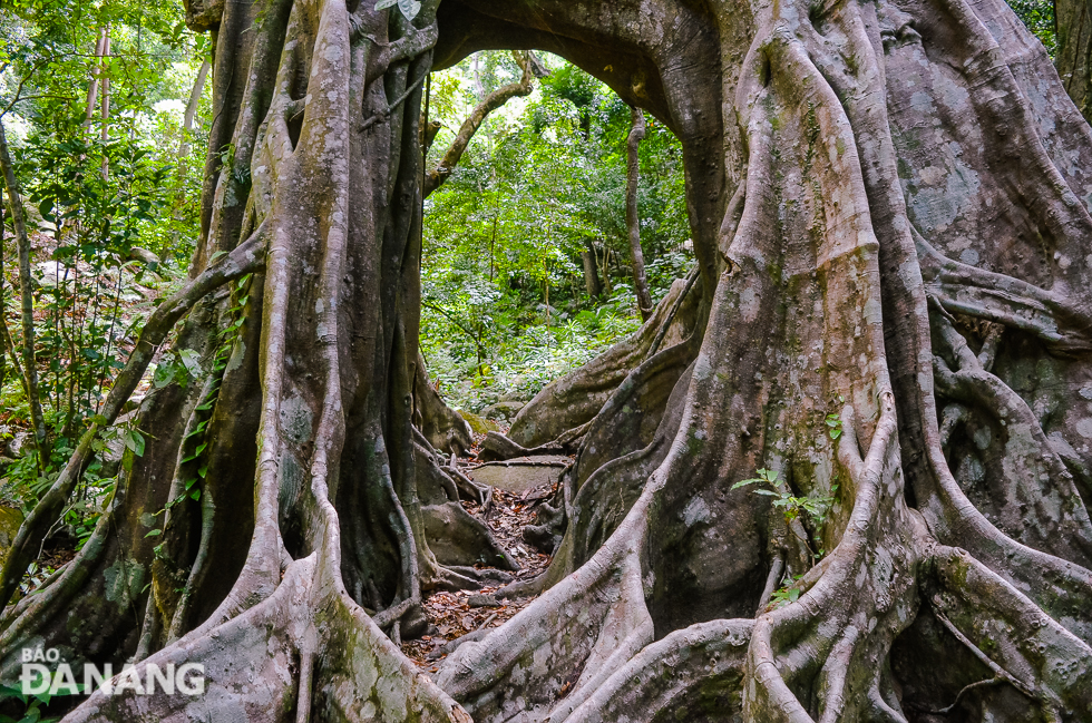  A gap between the trunk parts of the tree, formed during its growth for a long time, creates a ‘natural gate’ in the heart of the Son Tra mountain.