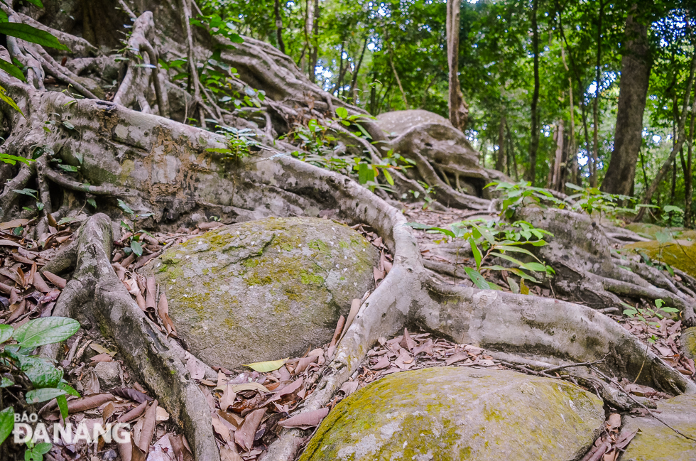 The root system of the tree features the shape of a giant snake crawling on the ground 