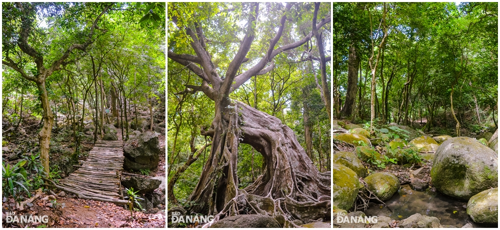  The deer-shaped banyan tree is an ideal place for those who want to explore the pristine beauty of the Son Tra Peninsula 