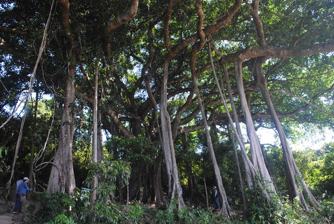 A 1,000-year-old banyan tree is well preserved in jungle of Sơn Trà, 10 km away from downtown Đà Nẵng City. — VNS Photo Công Thành Read more at http://vietnamnews.vn/environment/466111/nature-education-centre-ready-to-welcome-students.html#FxUACJKOvMdOpxwg.99