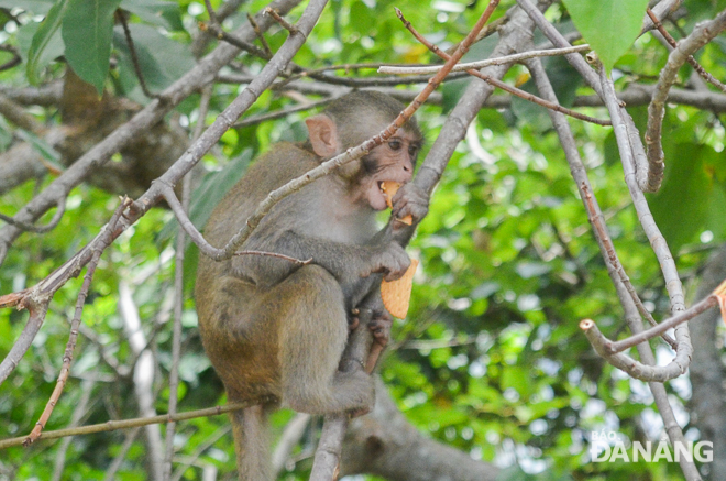 Một cá thể khỉ khác cũng vừa được du khách cho ăn bánh.