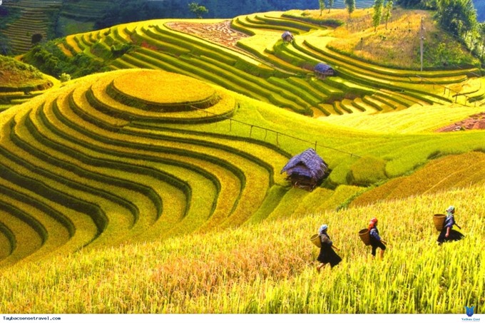 The breathtaking scene of Hoàng Su Phì’s terraced fields during the harvest season attracts tourists to Hà Giang Province. — Photo daidoanket.vn Read more at http://vietnamnews.vn/life-style/466663/cultural-and-tourism-festival-to-kick-off-in-ha-giang.html#yPZYhrFXDRHJlvzL.99