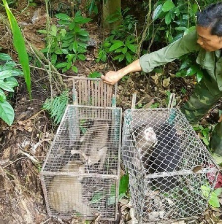 Phong Nha-Ke Bang National Park staff release the animals into the wild. (Photo baotainguyenmoitruong.vn)
