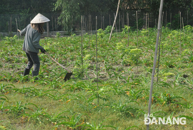 Triển vọng phát triển mô hình trồng cây dược liệu