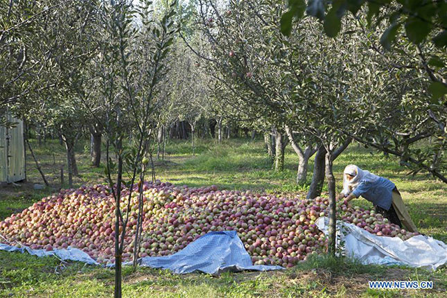 Nông dân ở làng Kehribal, huyện Anmantnag, thuộc Kashmir (Ấn Độ) thu hoạch táo. Ảnh: Tân Hoa xã