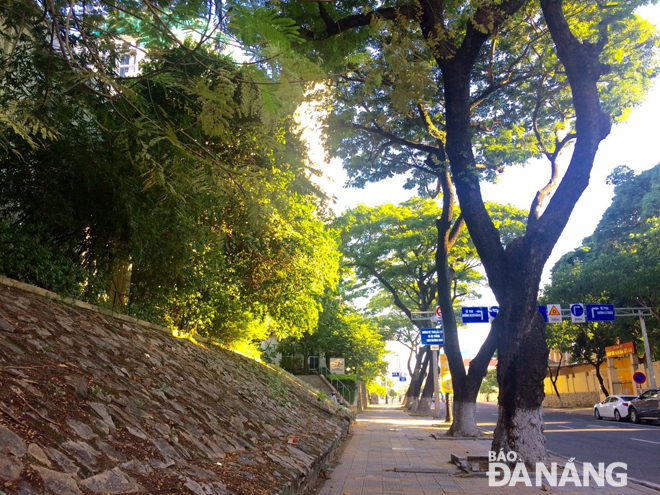 Một đoạn hàng cây xanh lâu năm tỏa bóng mát trên đường Trần Phú. 	Ảnh: T.C