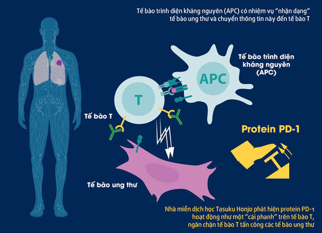 Cơ chế hoạt động của protein PD-1 trong việc điều trị ung thư, phát hiện của ông Honjo. Ảnh: Twitter/Nobel Prize.