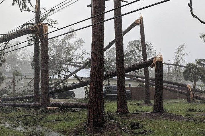 Nhiều cây thông bị gió bão quật gãy tại thành phố Port St. Joe, Florida, Mỹ.