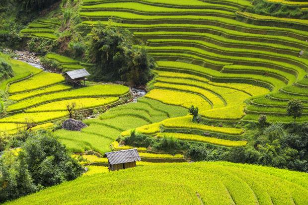 Terraced rice fields in La Pan Tan Commune