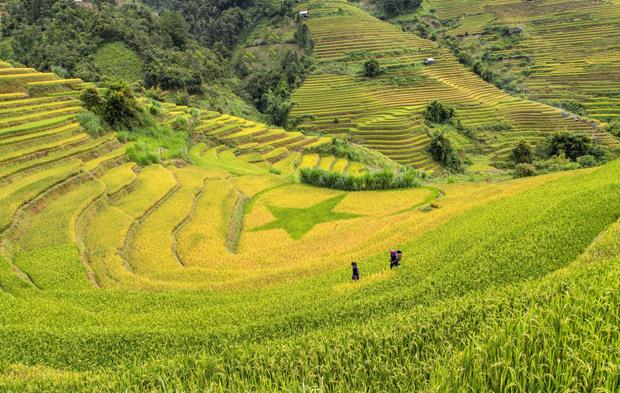 The colour of the rice terraces varies from emerald green to golden yellow.