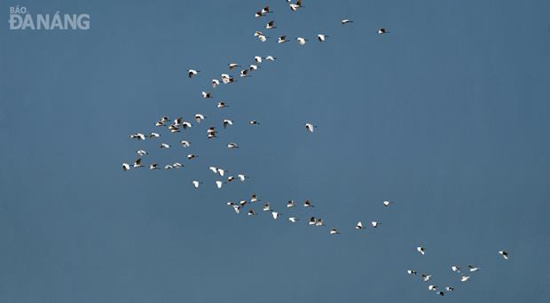 Migratory water birds in the city’s sky