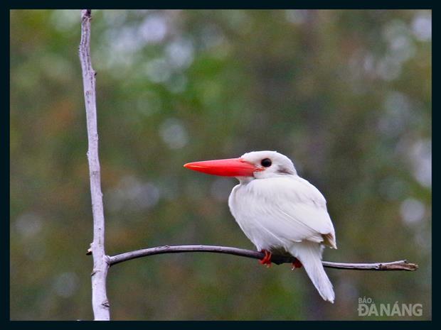 A rare albino kingfisher