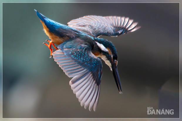 A white throated kingfisher