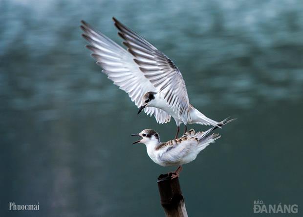 A sea swallow