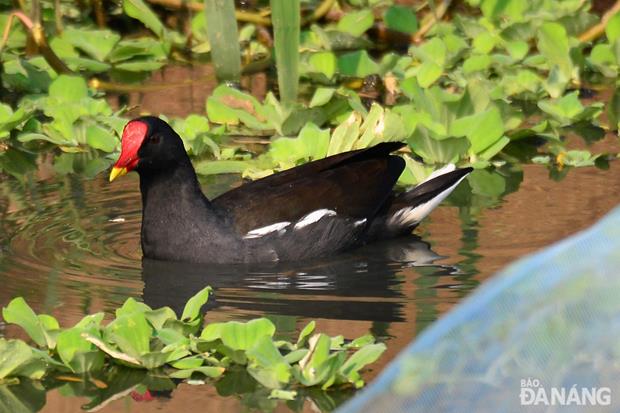 A gallinula chloropus