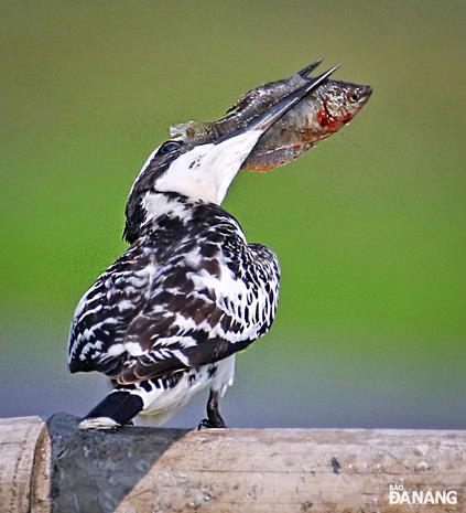 A spotted kingfisher