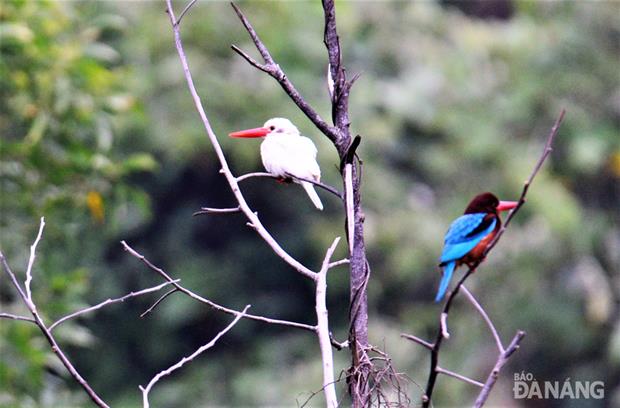 A albino kingfisher and a white throated kingfisher sitting on a perch