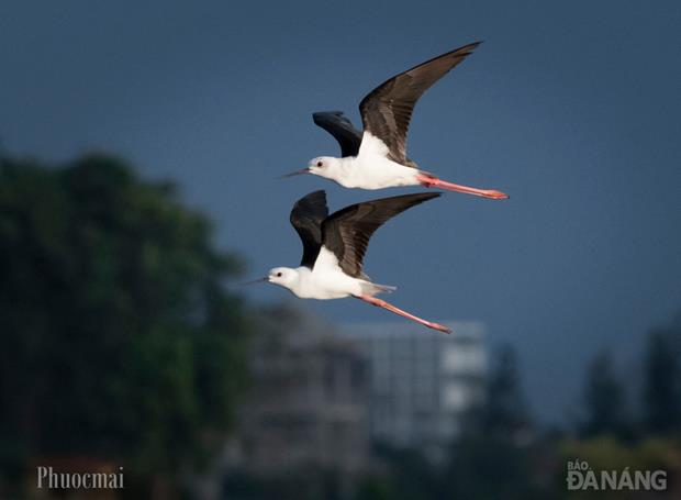 Sea swallows with black wings