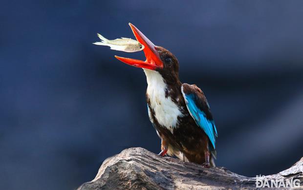 A white throated kingfisher catching fish