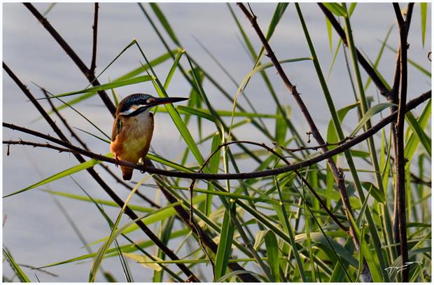 A common kingfisher