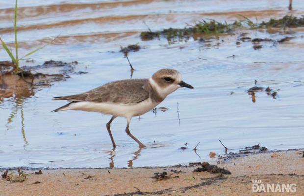 A plover