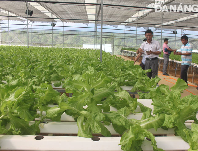 Đầu tư các mô hình sản xuất rau, quả trong nhà màng tại xã Hòa Ninh mang lại hiệu quả kinh tế cao.  Ảnh: HOÀNG HIỆP
