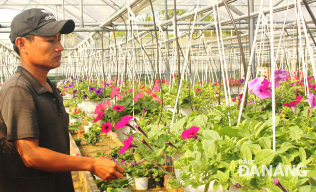 Các mô hình sản xuất hoa ứng dụng công nghệ cao của các thành viên tổ hợp tác hoa Dương Sơn mang lại hiệu quả kinh tế cao.