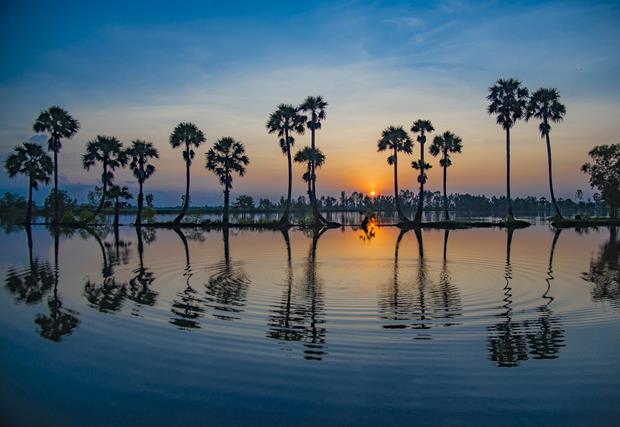 A row of palm trees in An Giang Province’s Tinh Bien District at sunrise