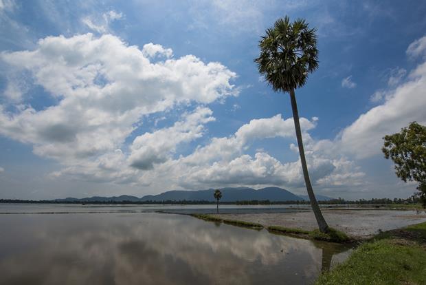 Alone palm tree on a rice paddy field full of water