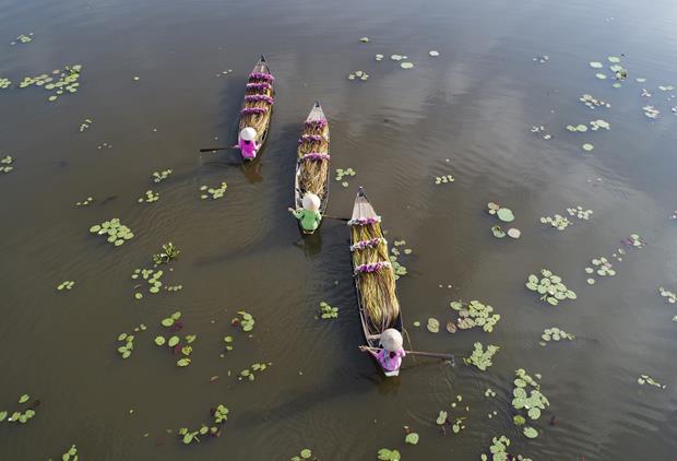 Water lilies are seasonally dominant marine species at the region