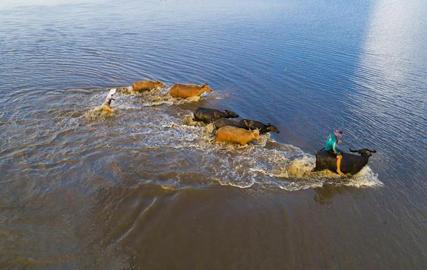 A herd of buffalo coming home in the late afternoon