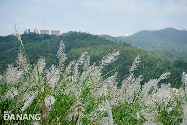 The pure beauty of blooming reeds.