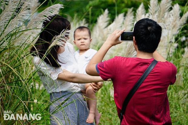 The blooming period of the white reeds lasts only 3 weeks, so people take advantage of good weather to save their memorable moments with these beautiful plants.