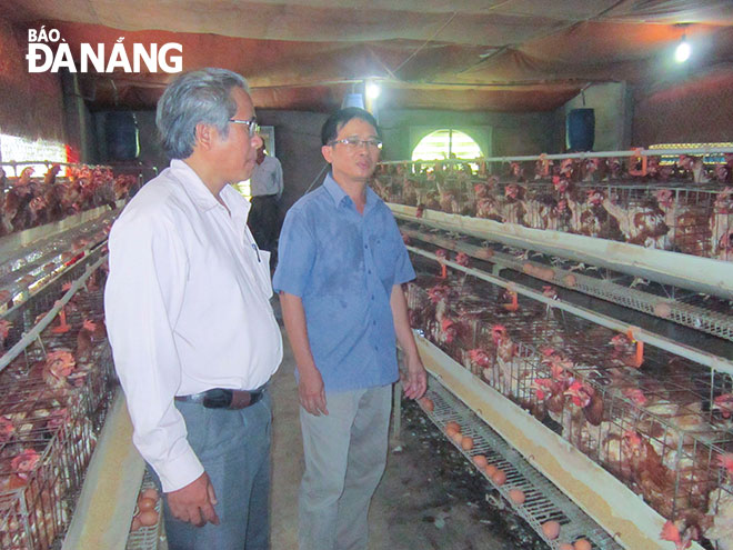 Ông Nguyễn Văn Liệu (phải) và mô hình nuôi gà lấy trứng của gia đình.