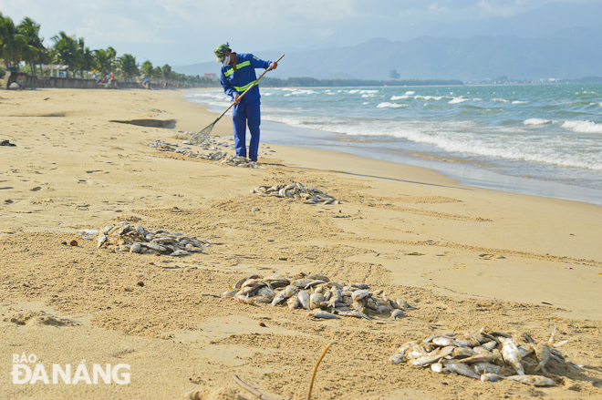 Cá được công nhân vệ sinh thu gom và chất thành từng đống nhỏ trên bãi biển.