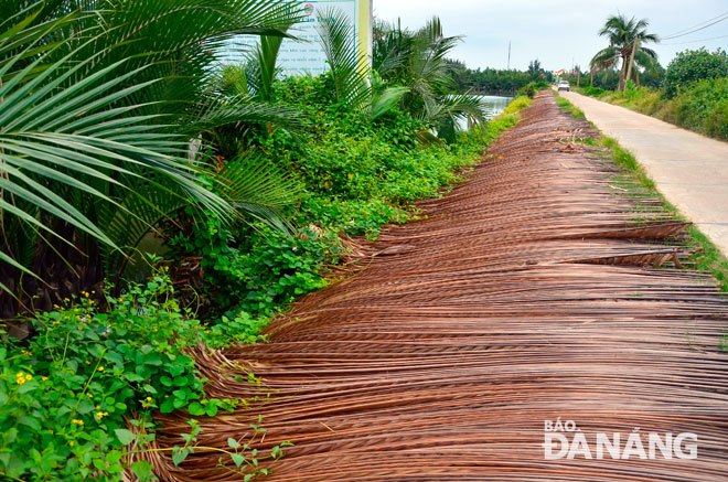 Sau khi thu hoạch, phải mất một tháng, lá dừa xanh mới khô. Theo giá hiện tại, 100 cành dừa khô có giá khoảng 300.000 đồng. 