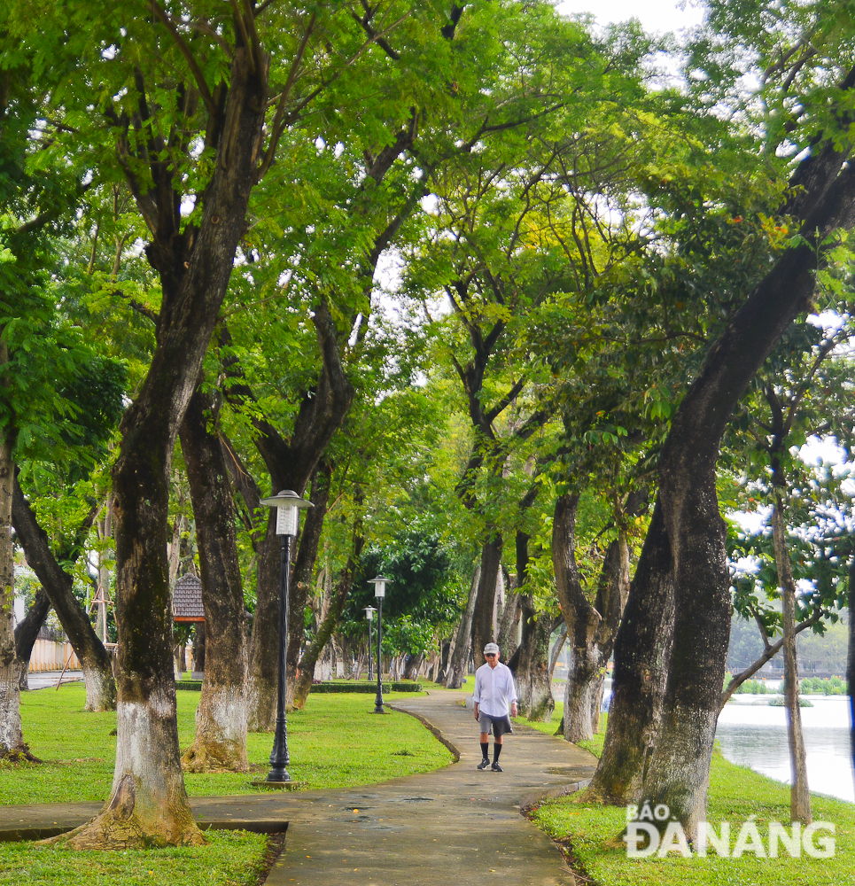 Ancient trees shading the pedestrian area of the park.