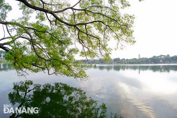 Tree branches reflected in the lake.