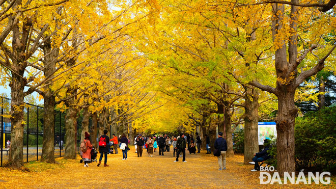 Những con đường, vỉa hè, góc phố nước Nhật được phủ màu vàng rực của rẻ quạt.