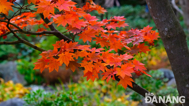 Mùa lá đỏ (momiji) ở nước Nhật sẽ kém sắc nếu thiếu đi màu lá phong đỏ rực, đẹp nao lòng người.
