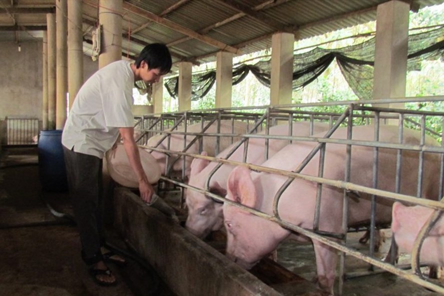 Ứng phó khẩn cấp đối với khả năng bệnh dịch tả lợn châu Phi