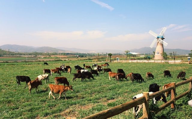 Vinamilk Organic Milk Farm - trang trại bò sữa 