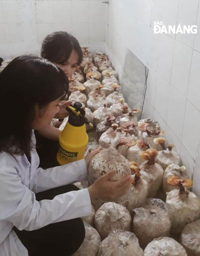 Nhóm sinh viên Trường Đại học Sư phạm đang nghiên cứu sự sinh trưởng của nấm.